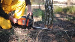 Why Choose Our Tree Removal Services in West Peoria, IL?