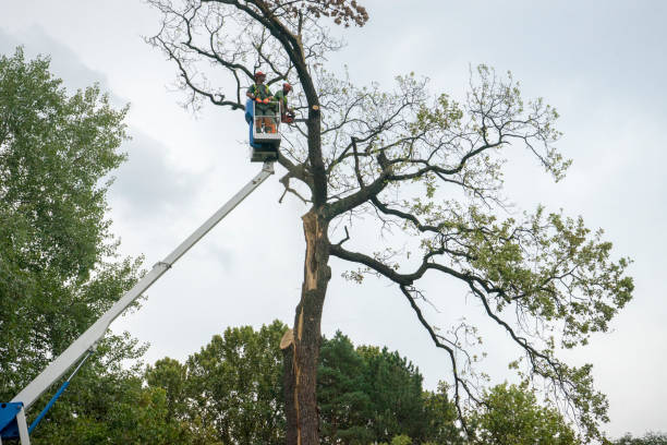 Reliable West Peoria, IL  Tree Services Solutions