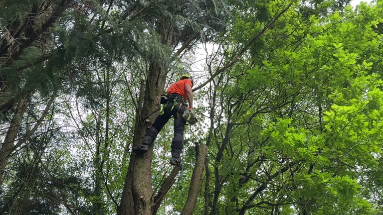 Leaf Removal in West Peoria, IL