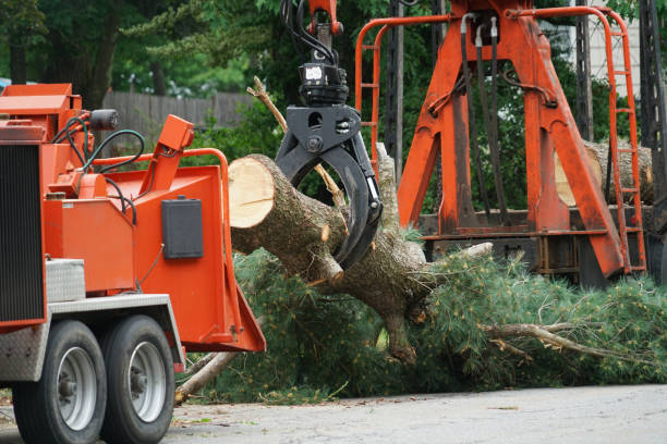 Best Hazardous Tree Removal  in West Peoria, IL