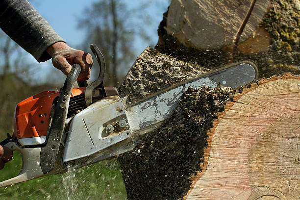 Best Firewood Processing and Delivery  in West Peoria, IL